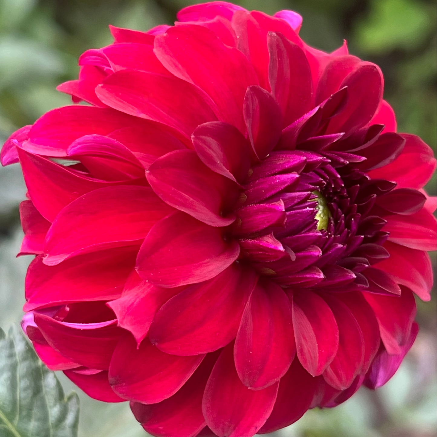 'River's Penelope' Tuber