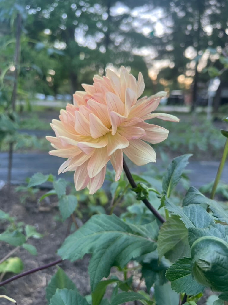 'Fawn' Tuber