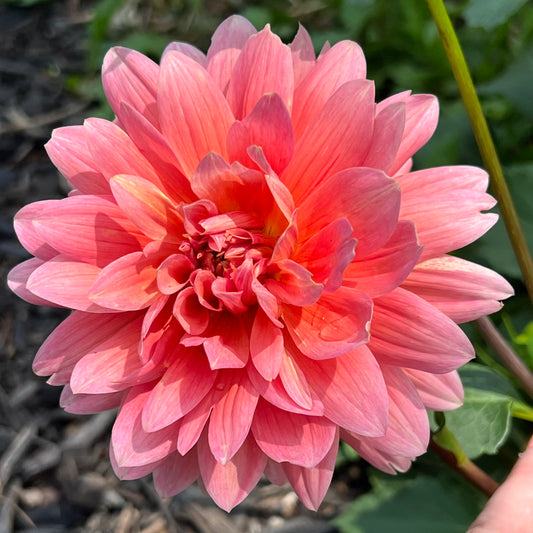 'Carolina Wagemans' Tuber