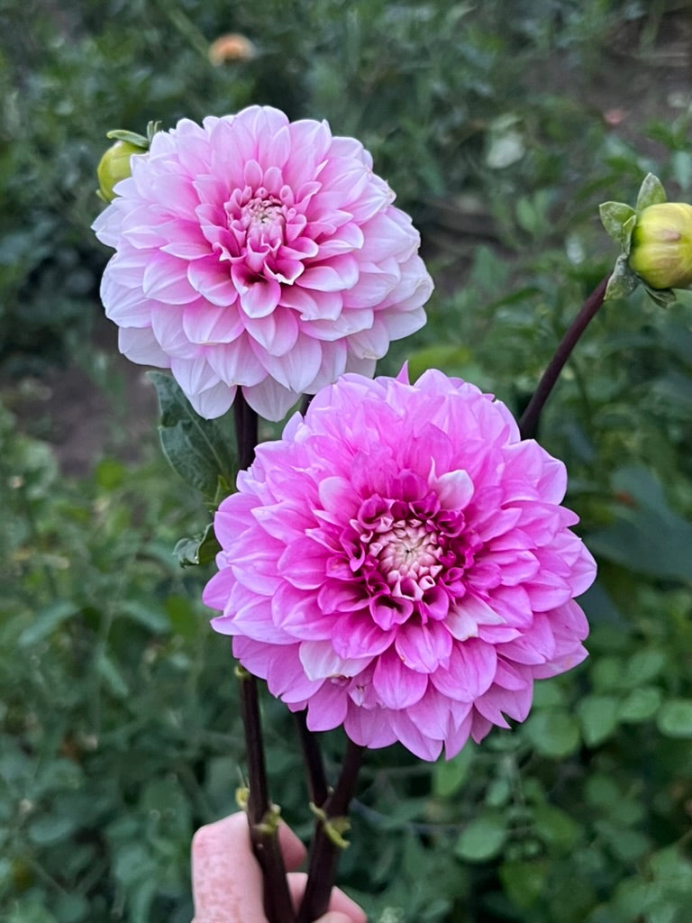'Amelia Bedelia' Rooted Cutting