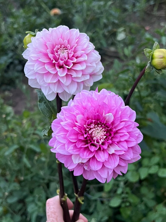'Amelia Bedelia' Rooted Cutting