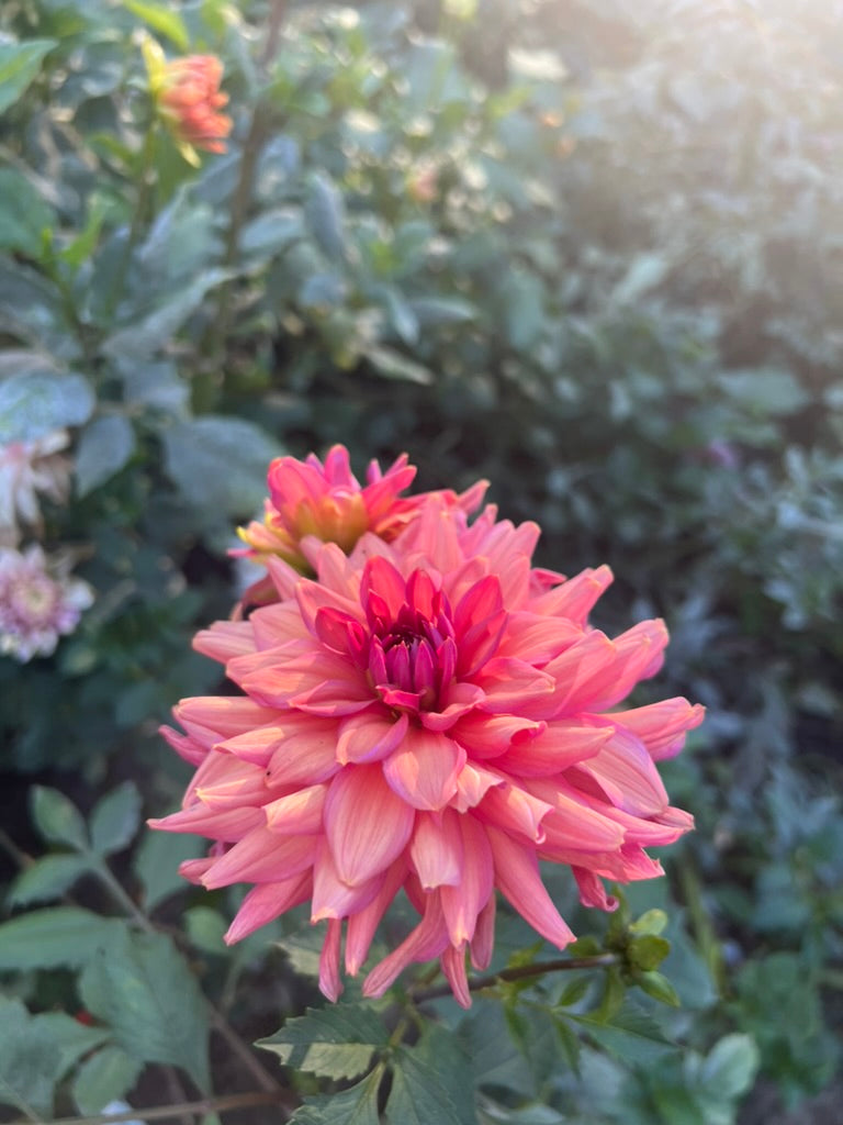 'Negroni Sunset' Tuber