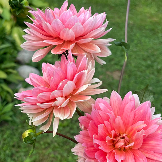 'Carolina Wagemans' Tuber