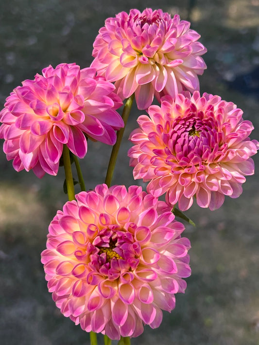 'Skipley Lois Jean' Tuber