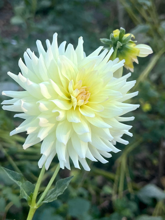 'Clearview Sarah' Tuber