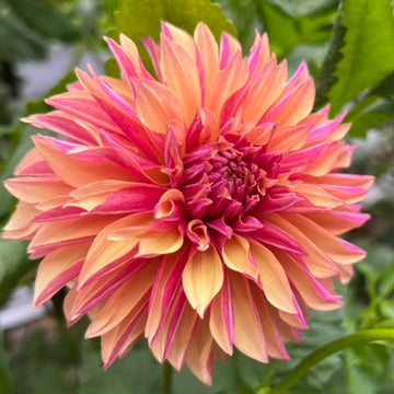 'River's Elizabeth' Tuber