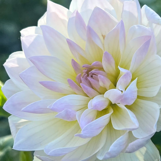 'Hollyhill Lilibet' Tuber
