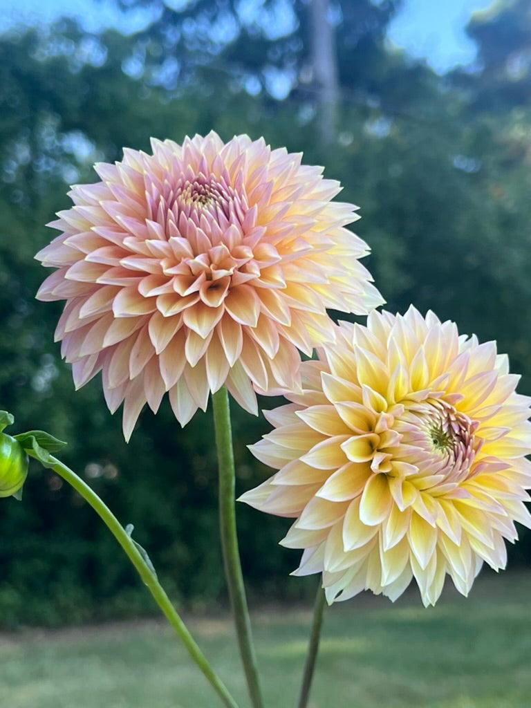 'Bloomquist Mojo' Tuber