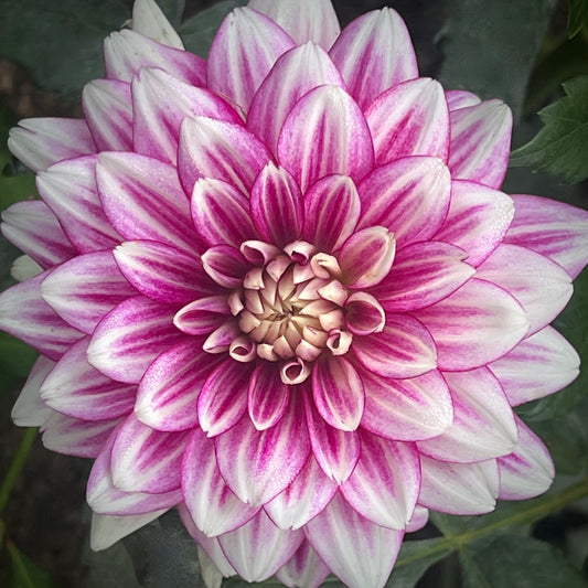 'Hemisphere' Tuber
