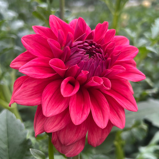 'Bella Raimi' Tuber