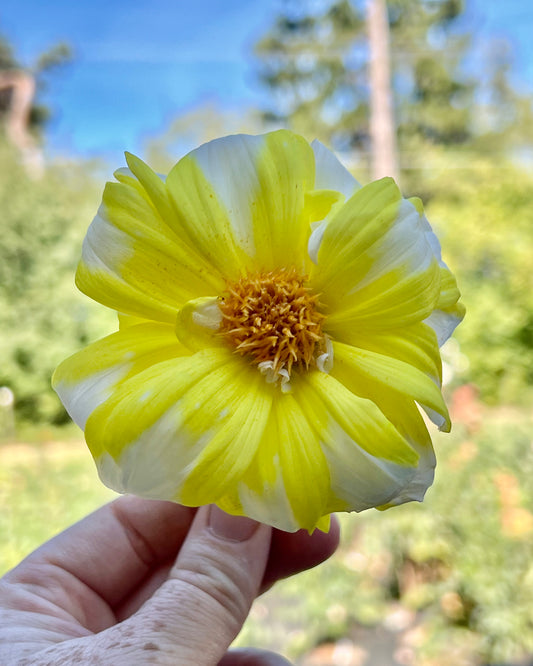 'Fire and Ice Lemon' Tuber