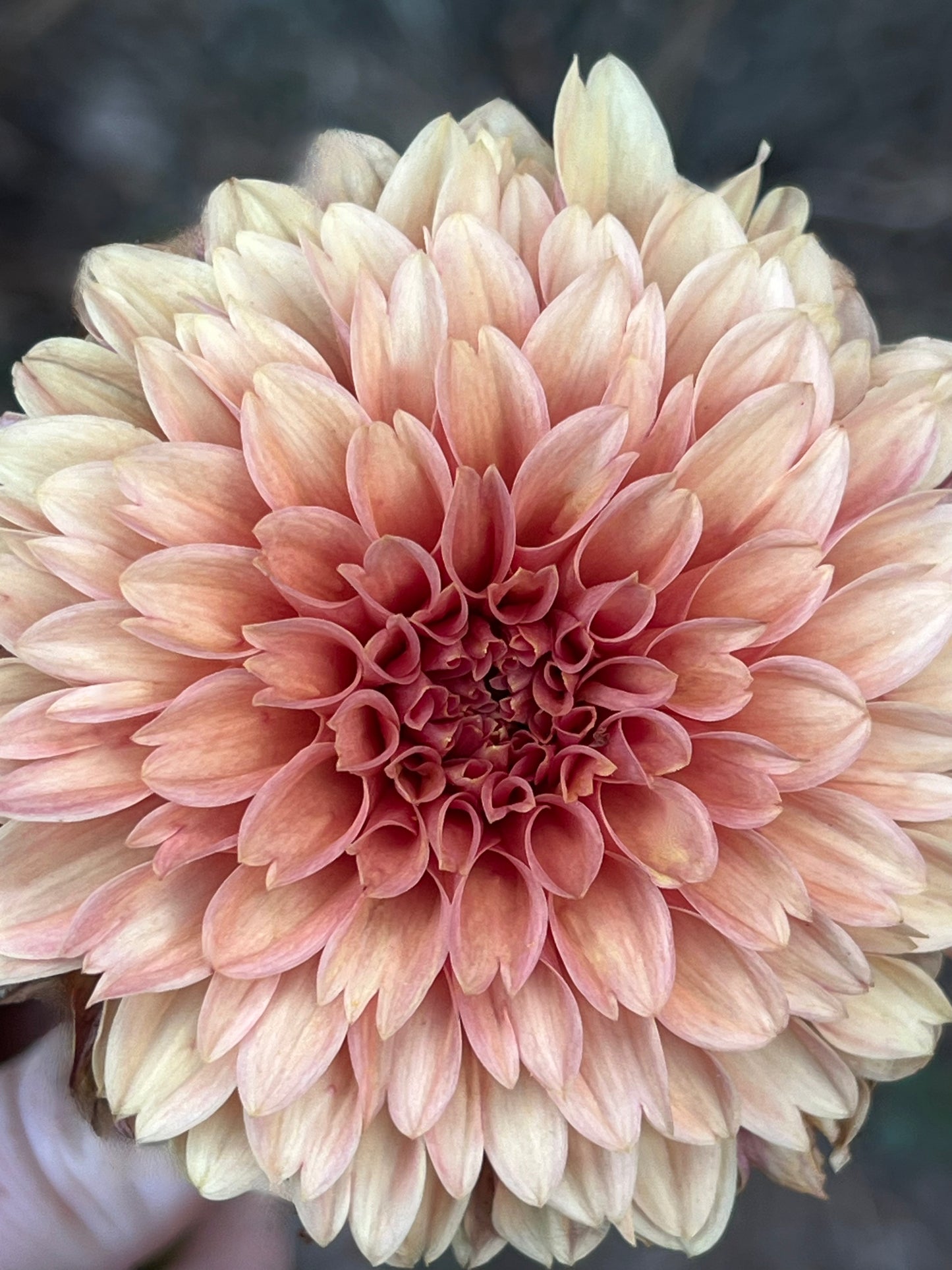 'KA's® Apricot Jam' Rooted Cutting