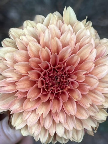 'KA's® Apricot Jam' Tuber