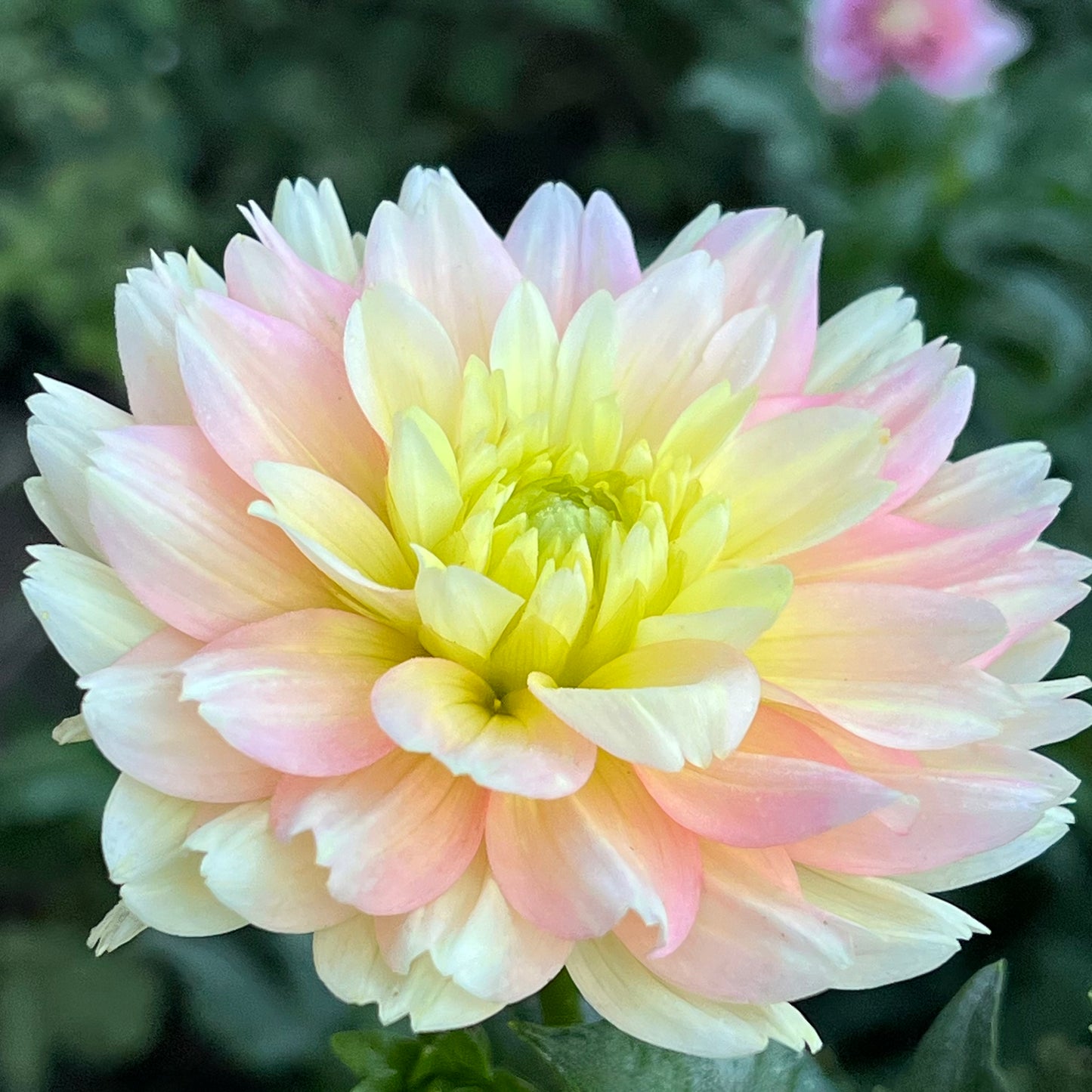 'Verkist Tranquility' Tuber