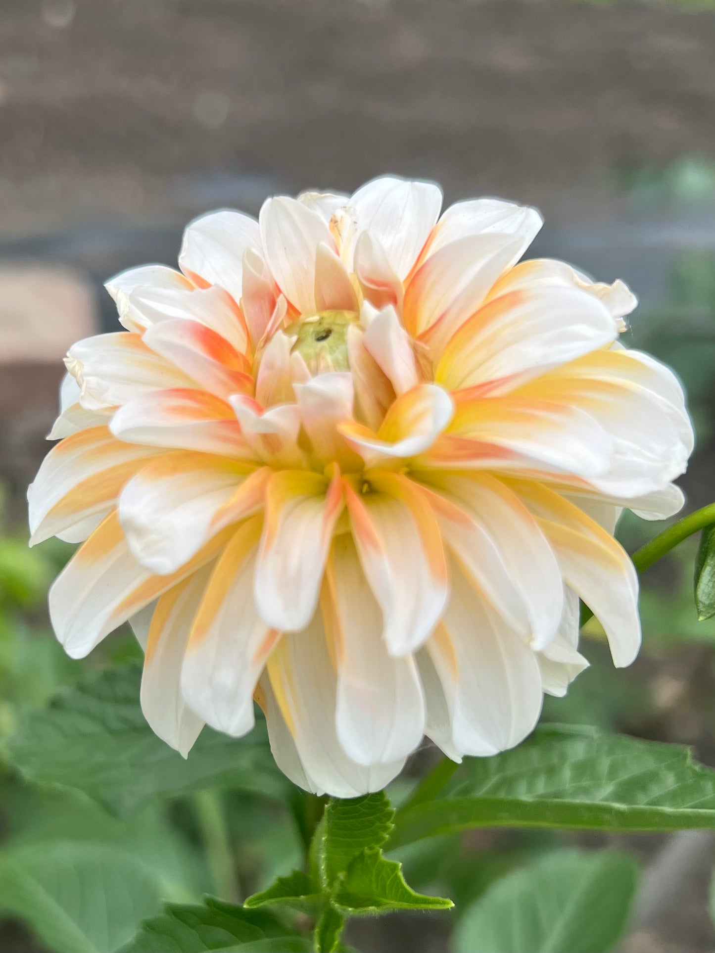 'Lee's Dotty' Tuber