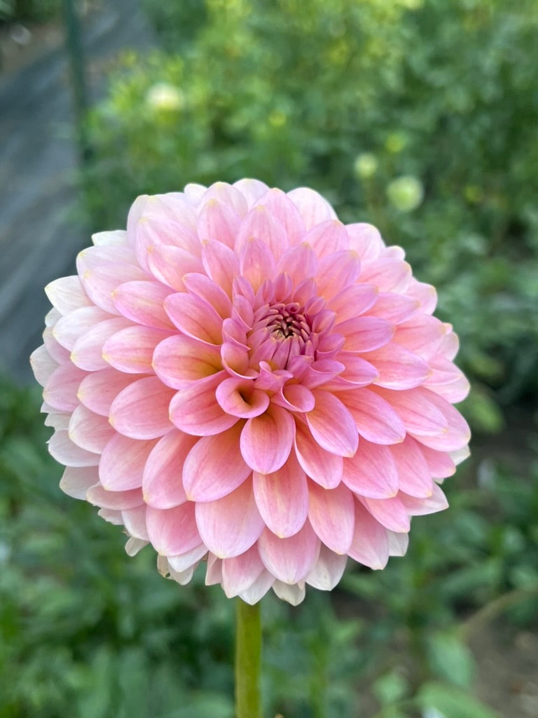 '20th Ave Pink Cloud' Tuber