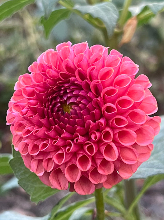 'Ferncliff Rusty' Tuber