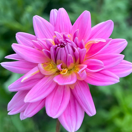 'Hollyhill Pink Martini' Tuber