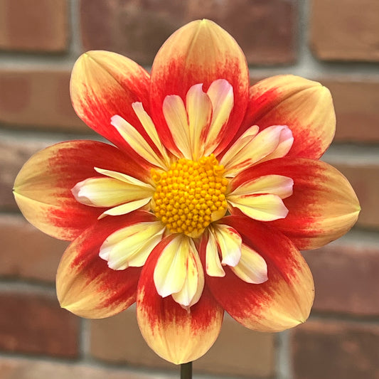 'NTAC Solar Flare' Tuber