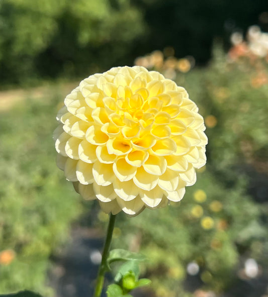 'Creamy' Tuber