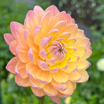 'Ken's Rarity' Tuber
