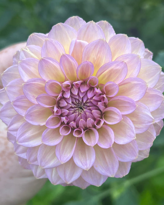 'Levi's Bubblegum' Tuber