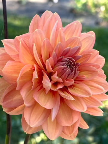 'Nicholas' Tuber