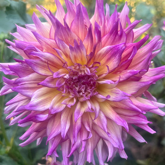 'Zoey Rey' Tuber
