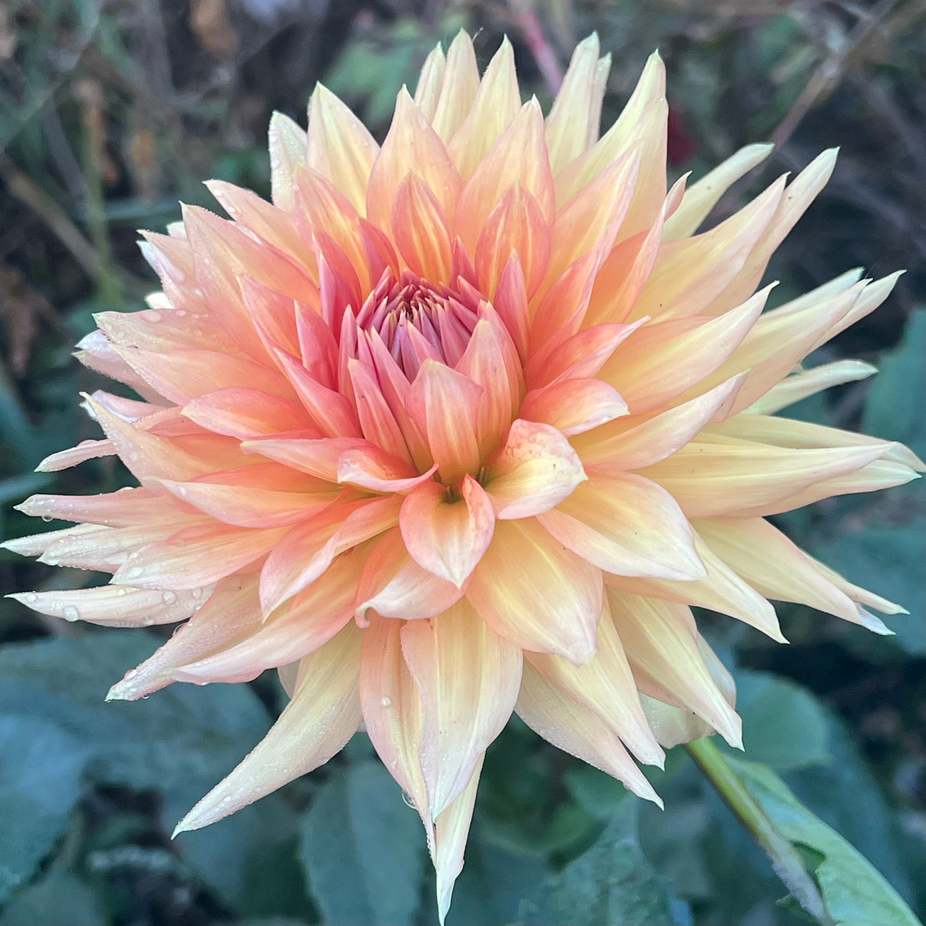 Maks Arlow Dahlia – Detroit Dahlias
