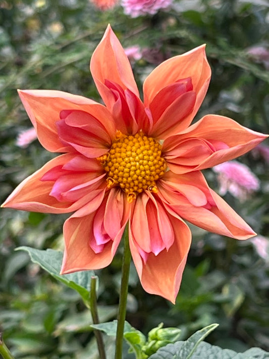 'Venus' Tuber