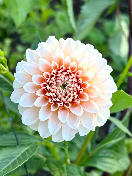 'Lee's Dotty' Tuber