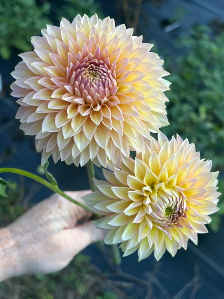 'Bloomquist Mojo' Tuber