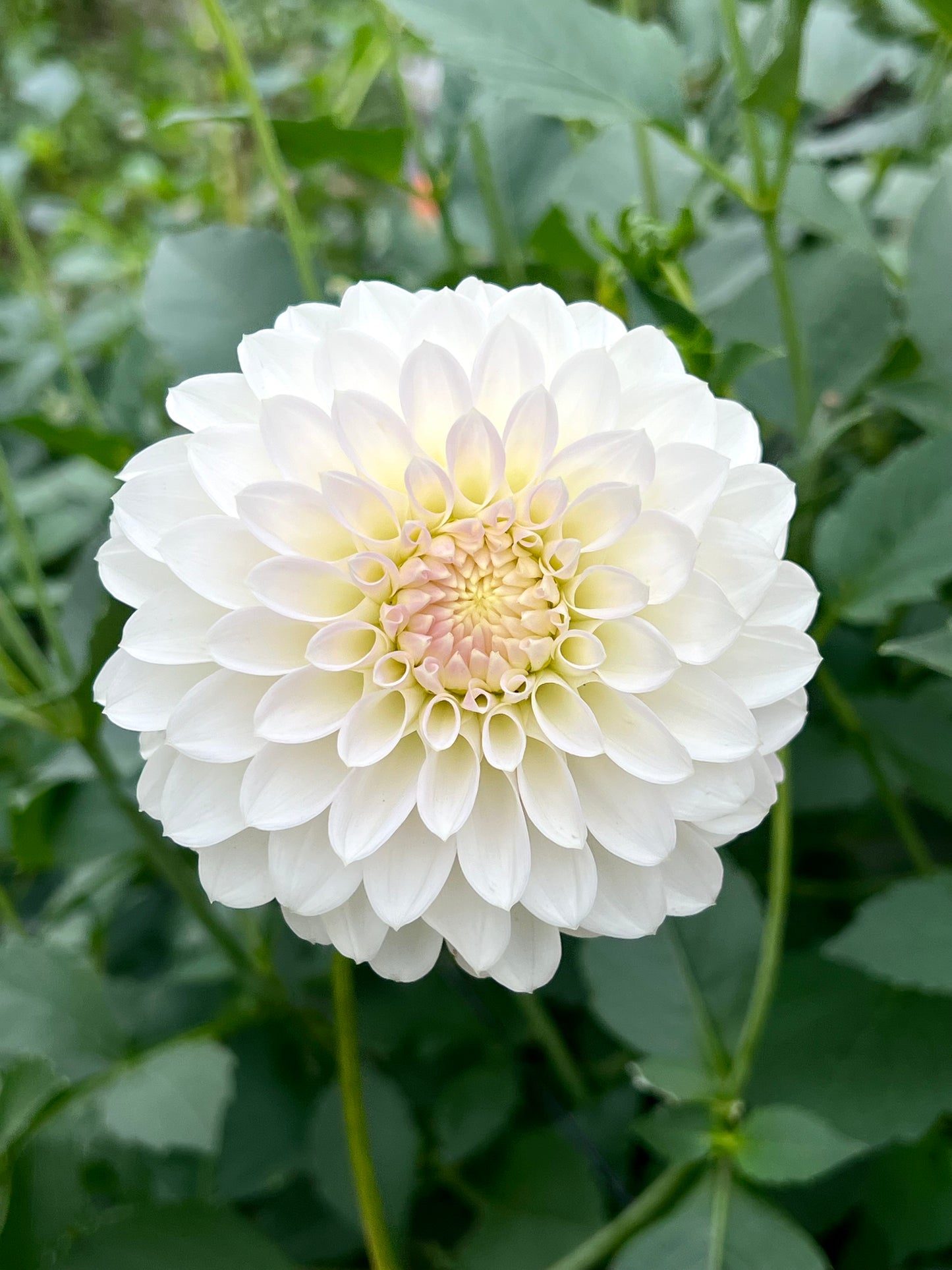 'KA's® Snow Jo' Tuber