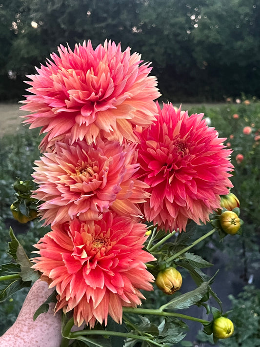 'Punkin Spice' Tuber