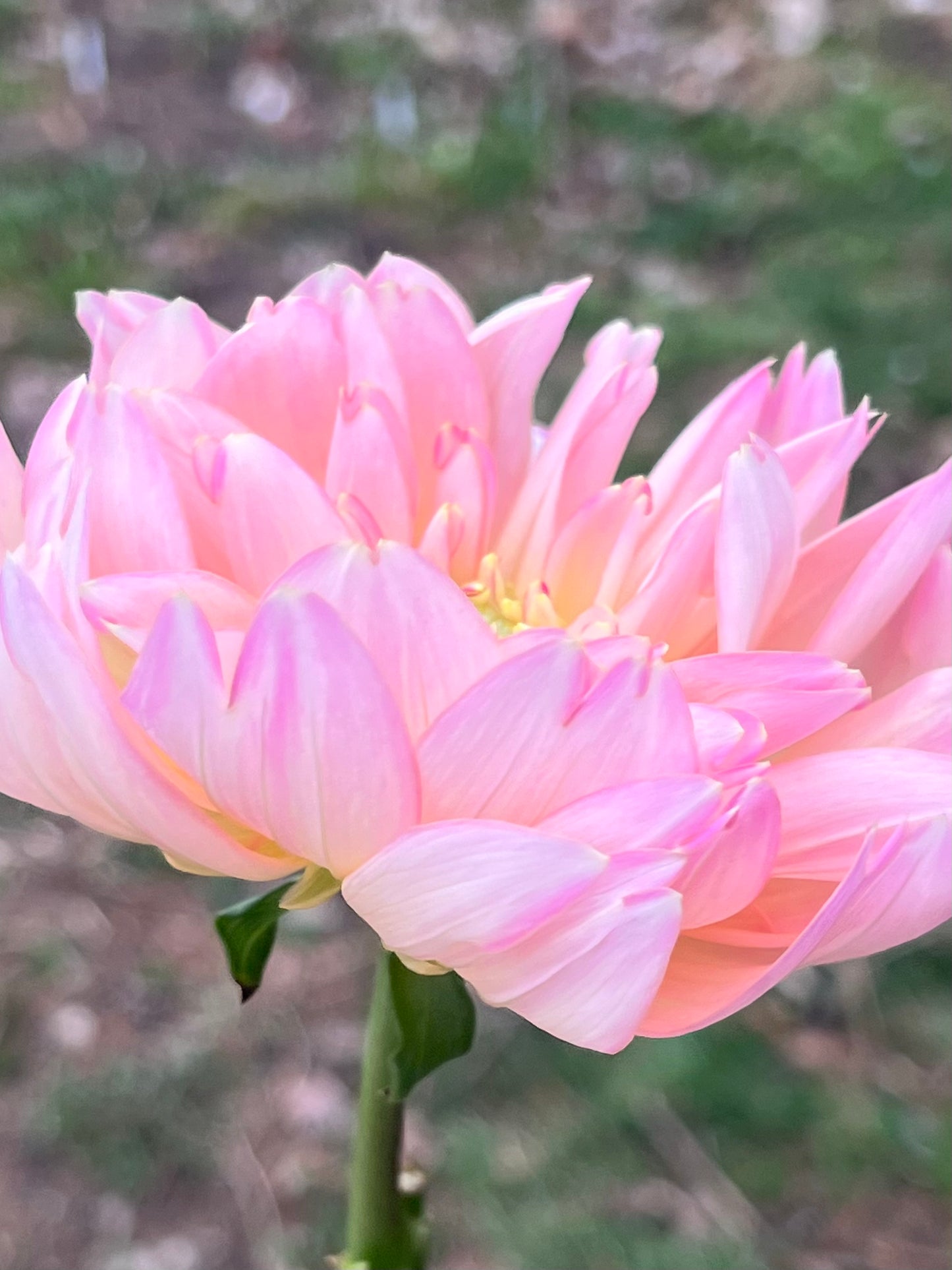 'Rosemary Webb' Tuber