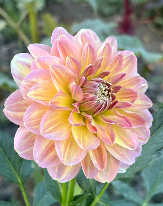 'Hapet Old Charm' Tuber