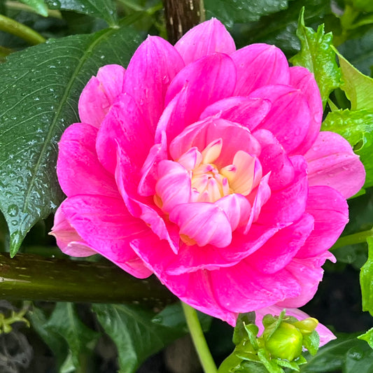 'Hollyhill Pink Martini' Tuber