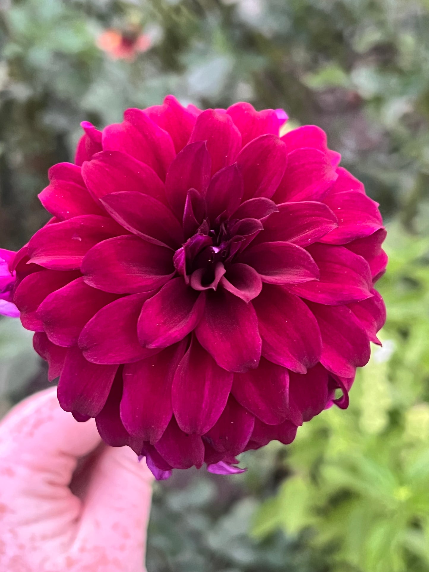 'River's Cleopatra' Tuber