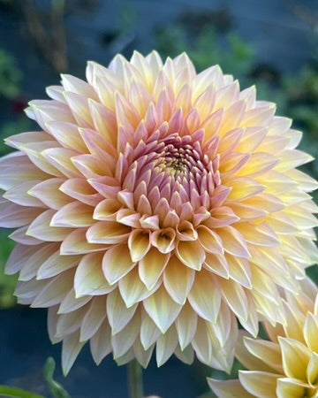 'Bloomquist Mojo' Tuber