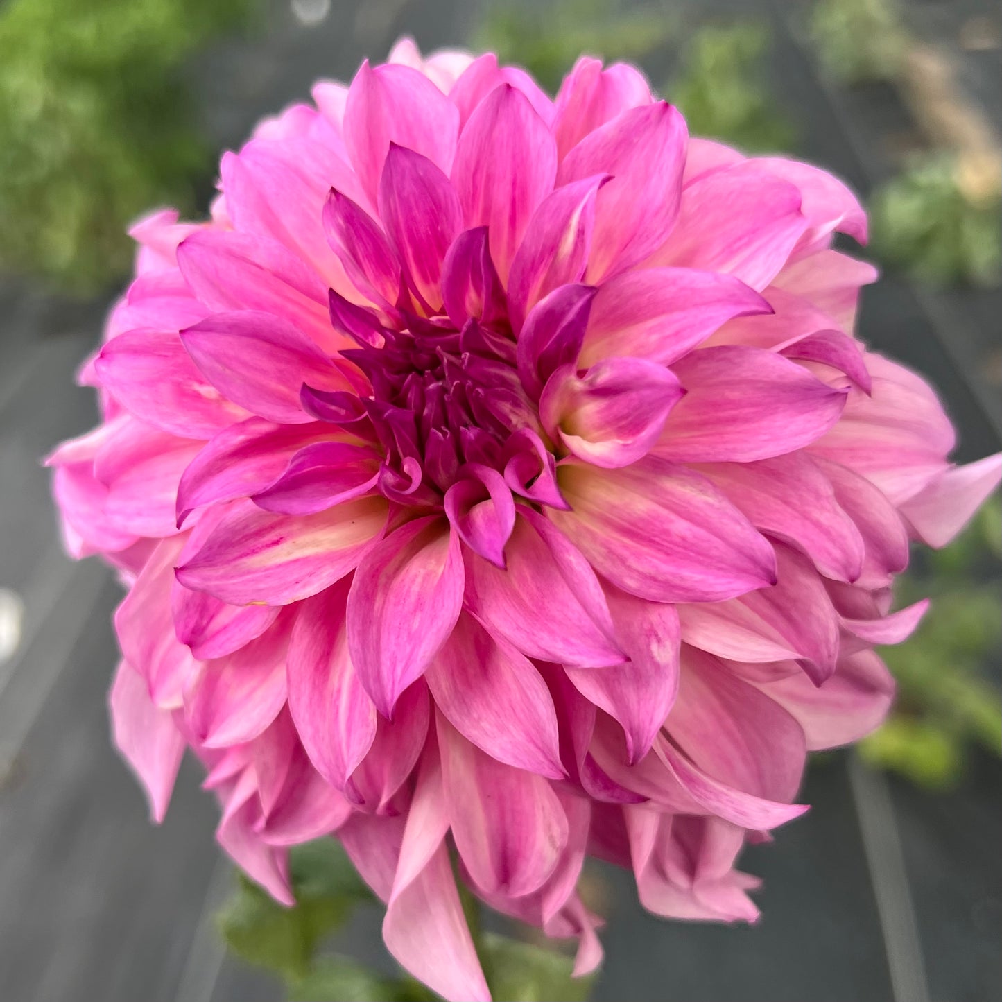 'Colorado Classic' Tuber