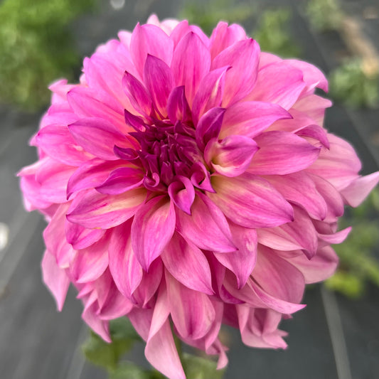 'Colorado Classic' Tuber