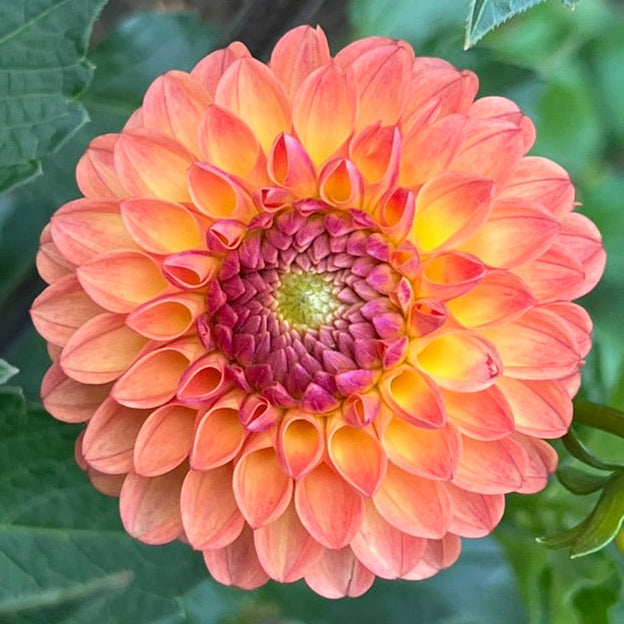 'Clearview Butterscotch' Tuber