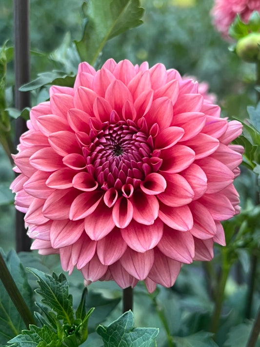 'Mystique' Tuber