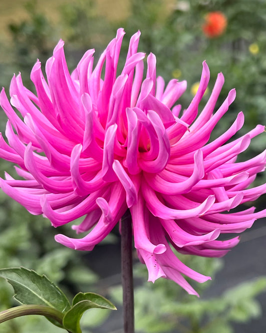 'Hollyhill Madison' Tuber