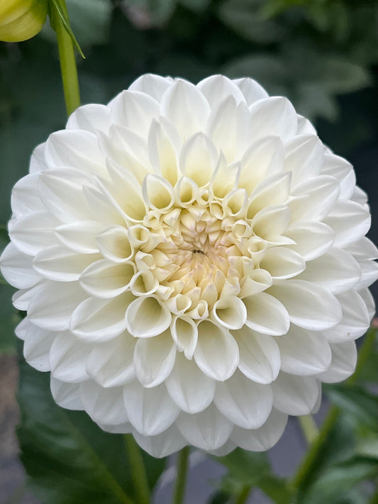 'Skipley Swan Song' Tuber