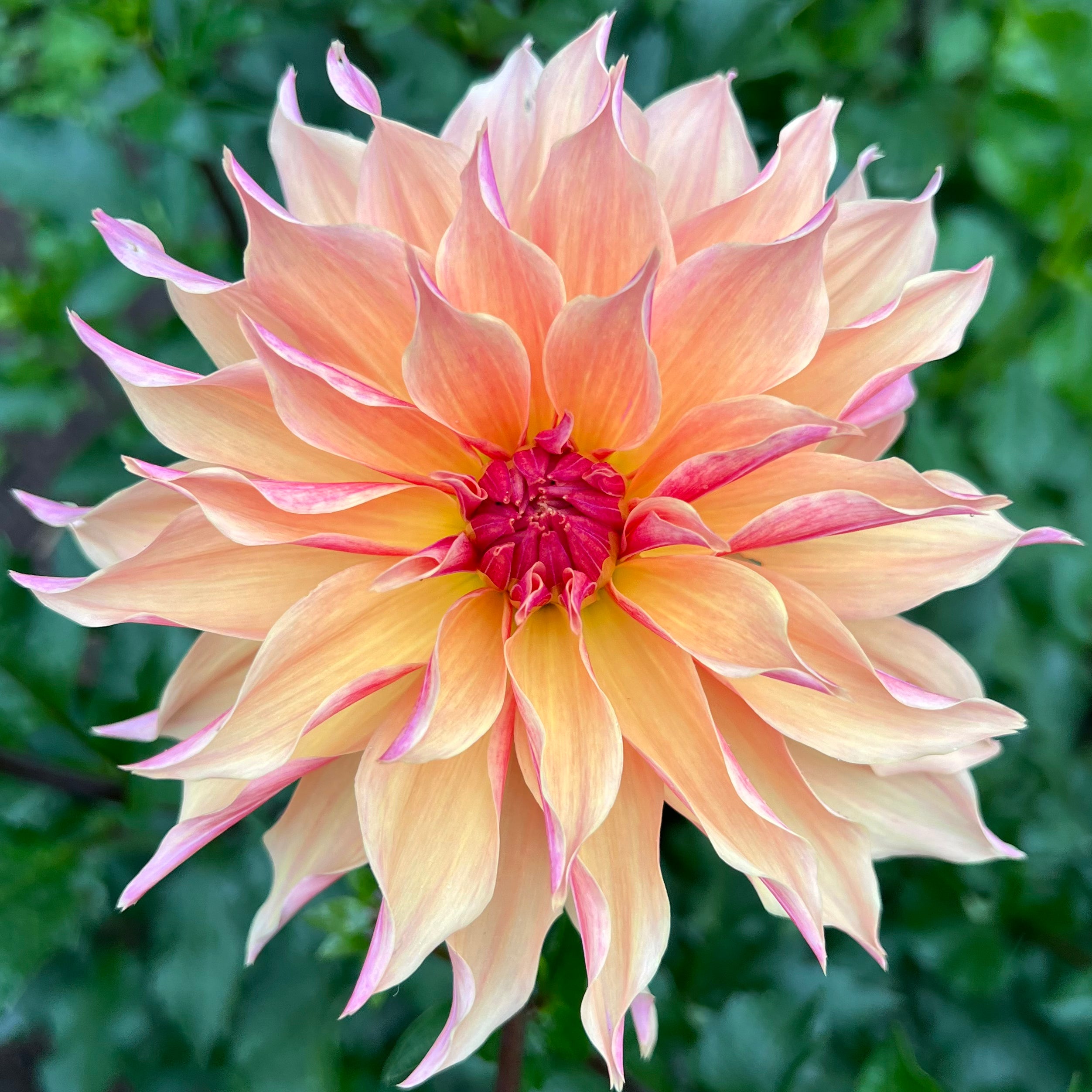 Labyrinth Dahlia Tuber – Detroit Dahlias