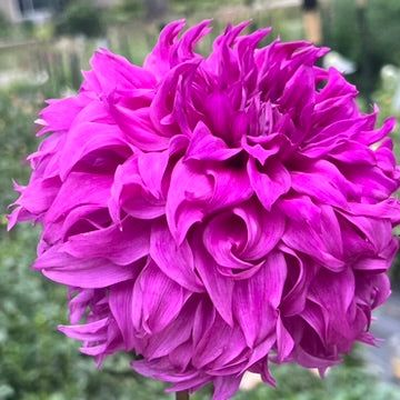 'Wyn's Flowerlady Mom' Tuber