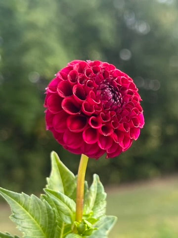 'Hollyhill Black Cherry' Tuber