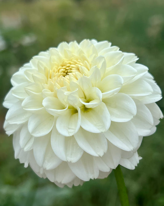 'Ferncliff Crevasse' Tuber