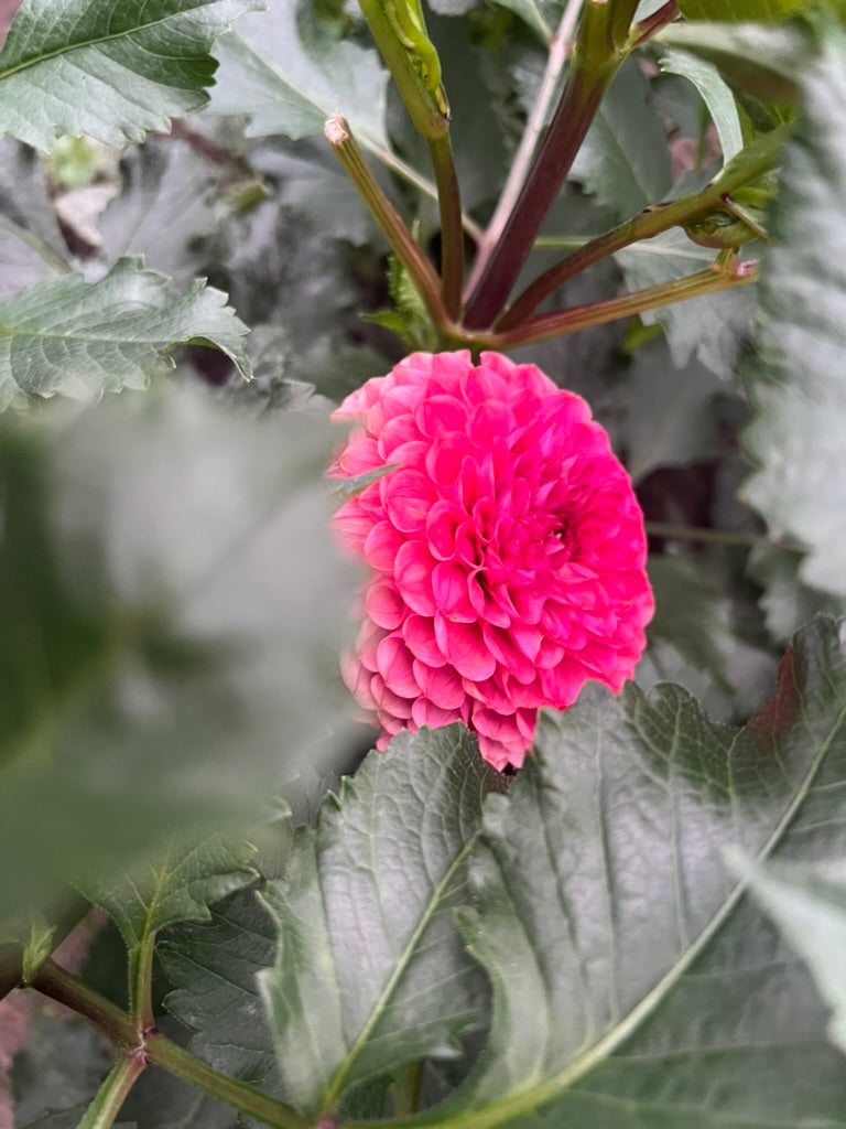 'Levi's Kaleidoscope' Tuber